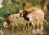 Cows 